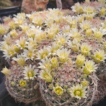 Preview: Mammillaria rischeri - L1063